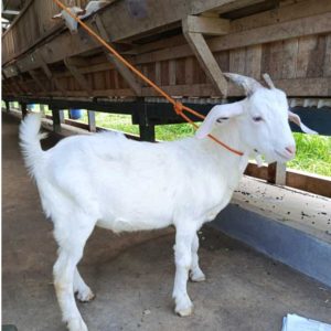 Kambing Qurban 22,52 kg