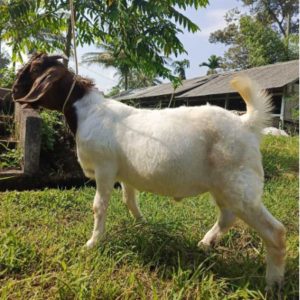 Kambing Qurban 31,70 kg