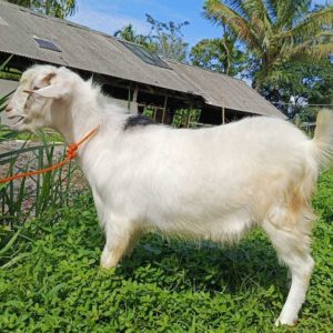 Kambing Qurban 31,85 kg