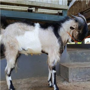 Kambing Qurban 32,20 kg