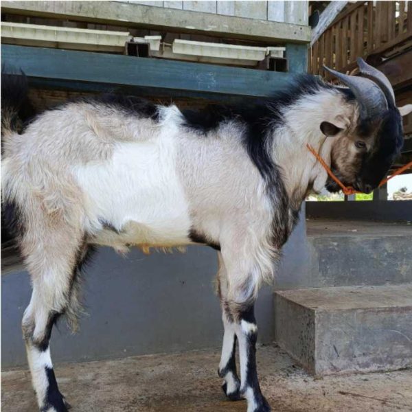 Kambing Qurban 32,20 kg