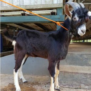 Kambing Qurban 34,52 kg
