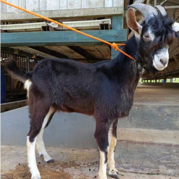 Kambing Qurban 34,52 kg