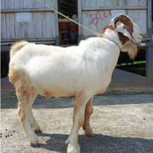 Kambing Qurban 35,90 kg