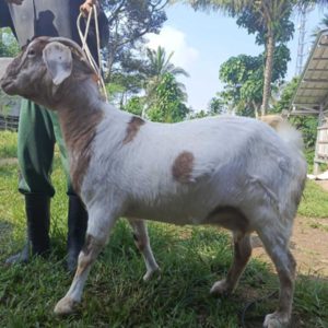 Kambing Qurban 51,60 kg