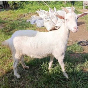 Kambing Qurban 53,20 kg