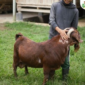 Kambing Boer Premium