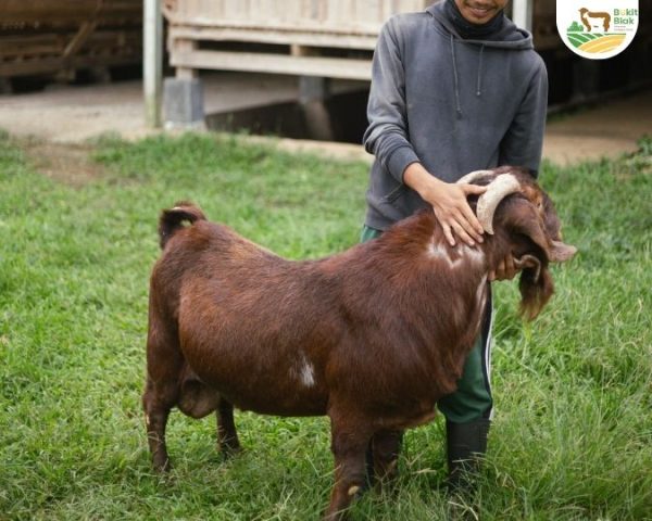 Kambing Boer Premium
